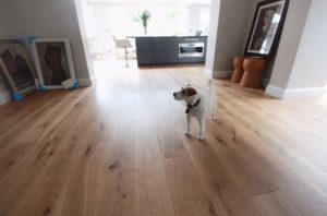 Dog in living room on hard wood flooring